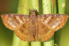 Eupithecia multispinata - Sanddorn Dickkopffalter